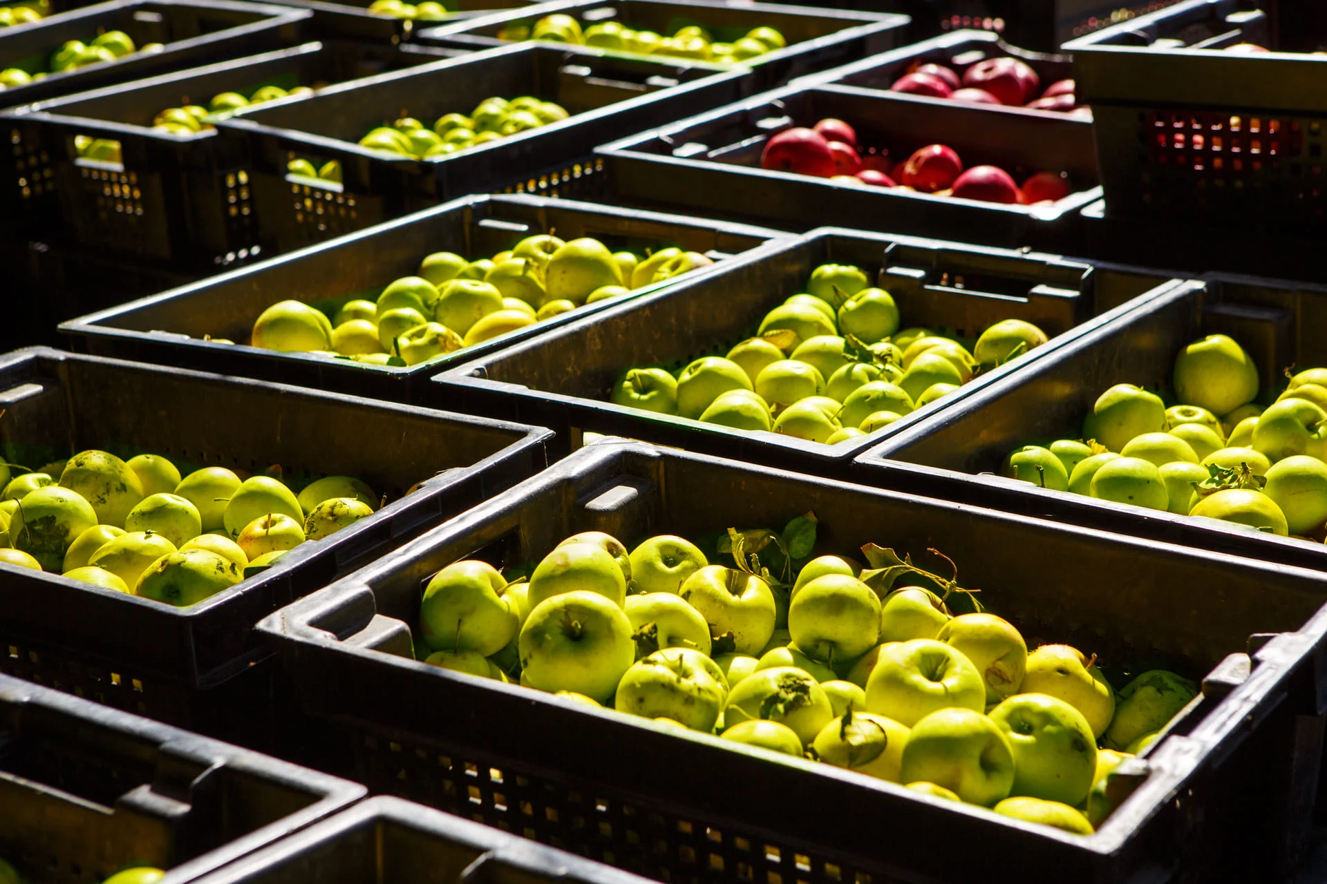 Palettes de pommes vertes et rouges